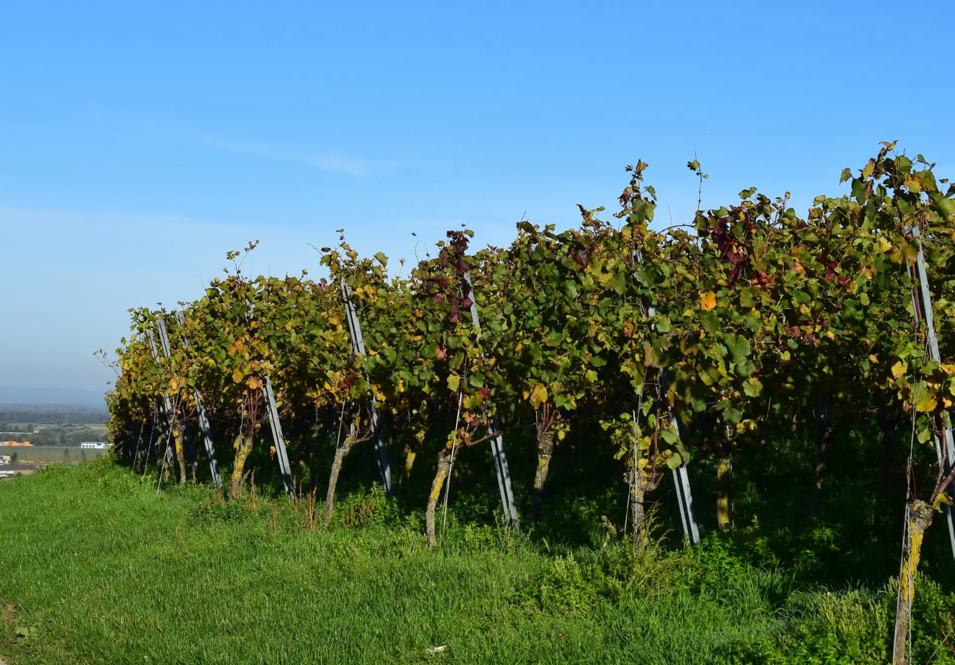 immobilienpreise-lahr-umkreis-ettenheim