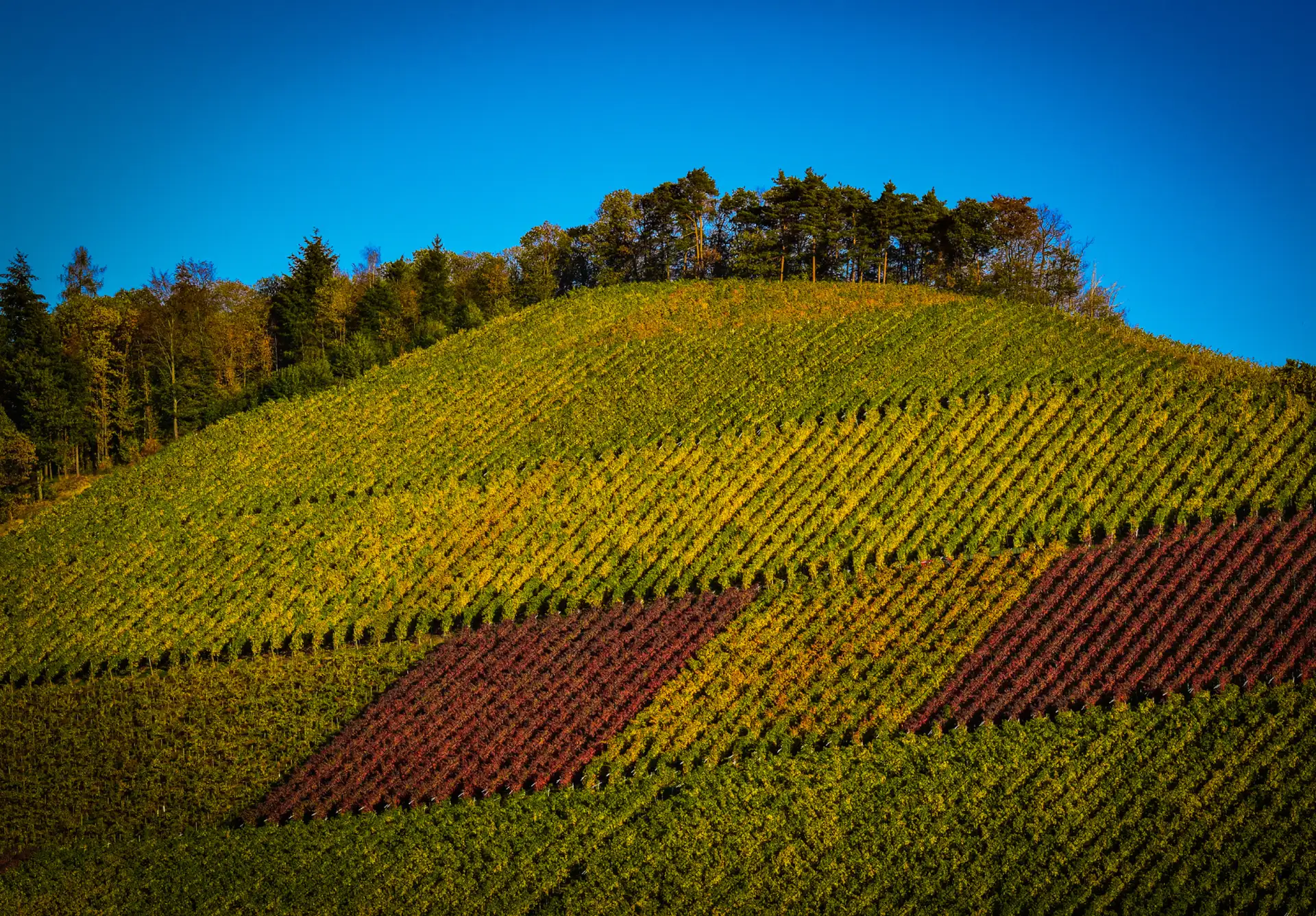 immobilienpreise-lahr-umkreis-kippenheim